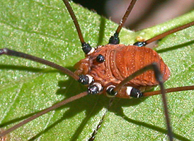 Leiobunum verrucosum